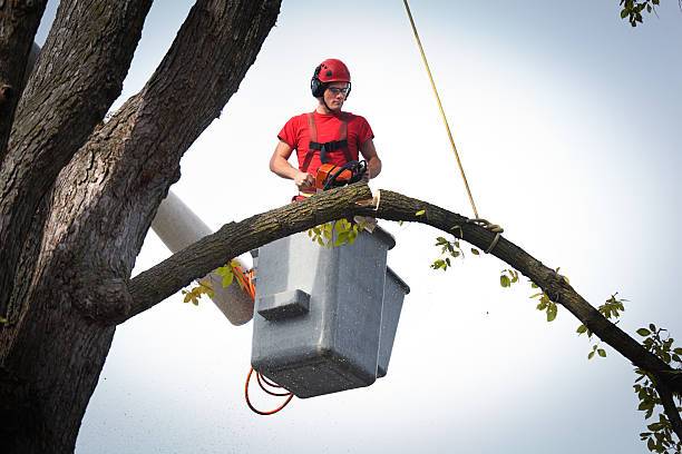 Reliable Bicknell, IN Tree Care  Solutions